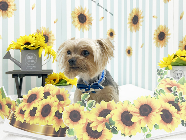 生徒が撮影したモデル犬写真♪